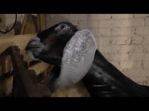 Паршивые овцы в Рыбинском районе