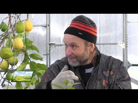 Программа «Удача на даче»: в гостях у Игоря Баскова