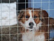 Шанс на новую жизнь