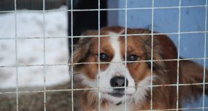 Шанс на новую жизнь