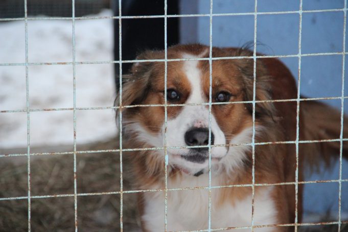 Шанс на новую жизнь