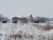 Будьте осторожнее: дикие животные выходят на дороги