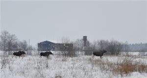 Будьте осторожнее: дикие животные выходят на дороги