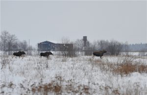Будьте осторожнее: дикие животные выходят на дороги