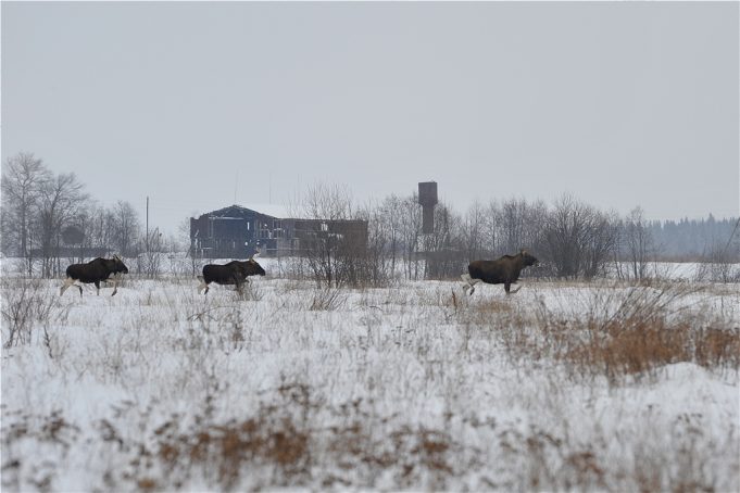 Будьте осторожнее: дикие животные выходят на дороги