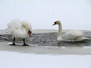 В Карякинском парке поселились лебеди