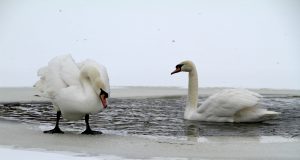 В Карякинском парке поселились лебеди