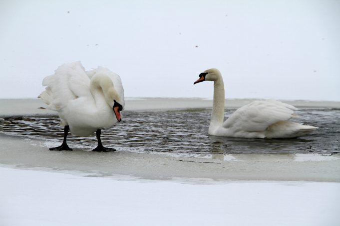 В Карякинском парке поселились лебеди
