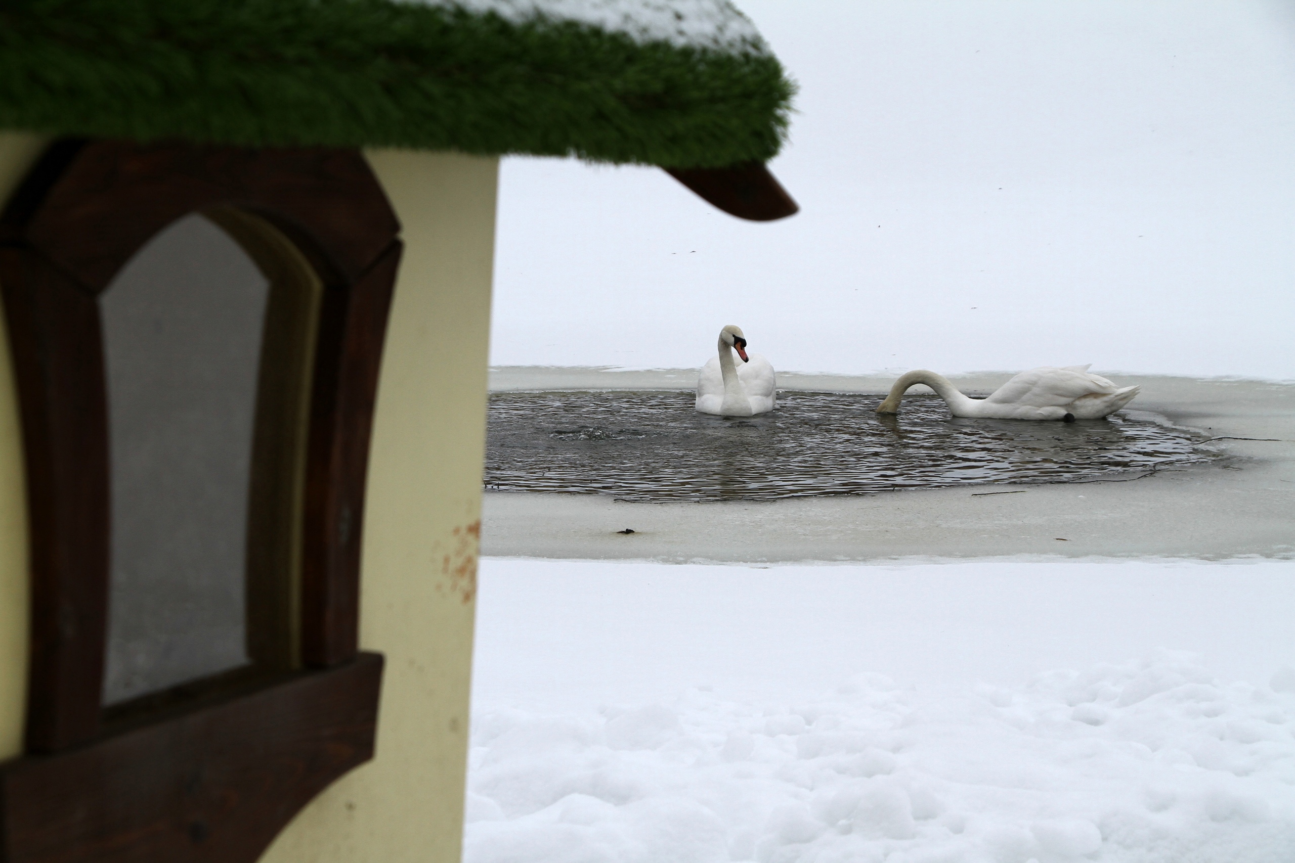 Рыбинск карякинский парк лебеди