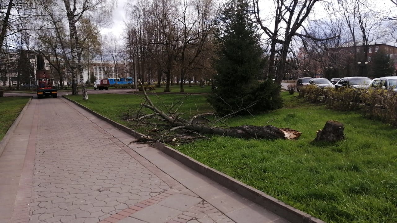 6 мая 20. Последствия сильного ветра в Рыбинске. Последствия сильного ветра в городе. Дерево в Рыбинском районе упало. ДТП упавшее дерево Рыбинск.