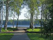 Вырубка деревьев в Волжском парке: комментарий администрации