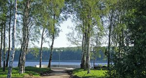 Вырубка деревьев в Волжском парке: комментарий администрации