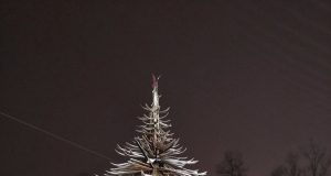 Елка из лыж в городском сквере будет пятиметровой