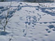 Охотинспекторы и егеря пройдут 10 тысяч километров