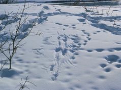 Охотинспекторы и егеря пройдут 10 тысяч километров
