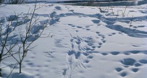 Охотинспекторы и егеря пройдут 10 тысяч километров