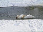 Зигфрид и Одетта: сотрудники Карякинского сада не теряют надежду на появление потомства