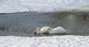 Зигфрид и Одетта: сотрудники Карякинского сада не теряют надежду на появление потомства