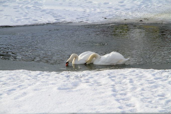 Зигфрид и Одетта: сотрудники Карякинского сада не теряют надежду на появление потомства