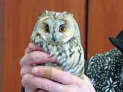 В Рыбинске сотрудники «Вымпела» обнаружили на территории предприятия ушастую сову