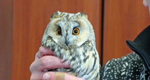 В Рыбинске сотрудники «Вымпела» обнаружили на территории предприятия ушастую сову