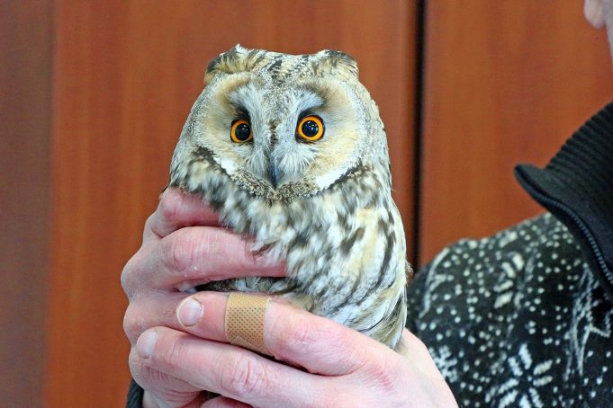 В Рыбинске сотрудники «Вымпела» обнаружили на территории предприятия ушастую сову