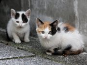 Бедных животных замуровали в подвале одного из домов Рыбинска