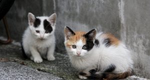 Бедных животных замуровали в подвале одного из домов Рыбинска