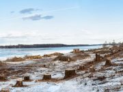 Берегоукрепление началось с вырубки деревьев