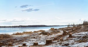 Берегоукрепление началось с вырубки деревьев