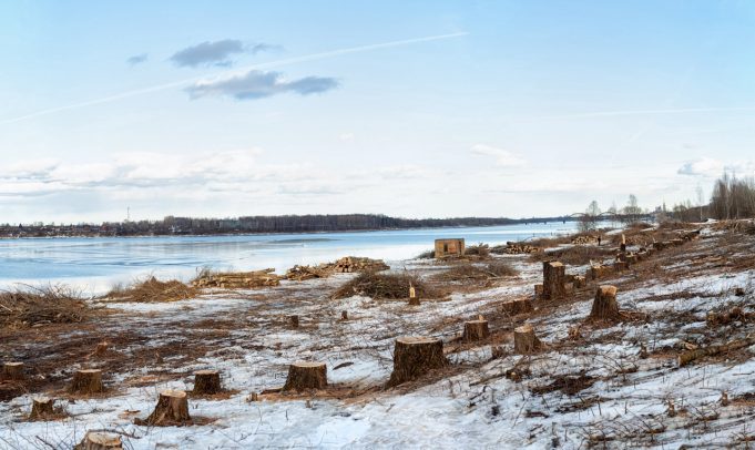 Берегоукрепление началось с вырубки деревьев