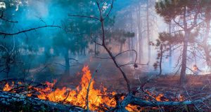 В Ярославской области введен особый противопожарный режим