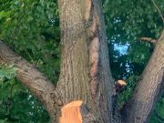 Общественники Рыбинска вновь бьют тревогу. Их беспокоит опиловка старых лип в Казанском районе.