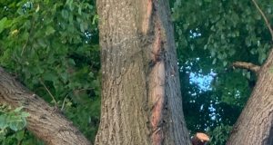 Общественники Рыбинска вновь бьют тревогу. Их беспокоит опиловка старых лип в Казанском районе.