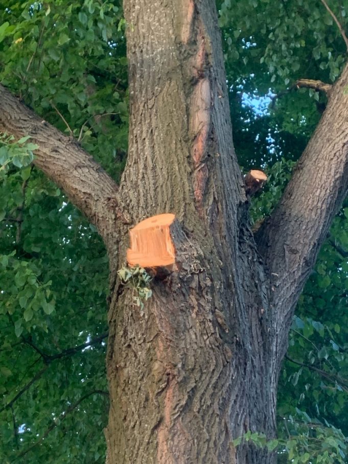 Общественники Рыбинска вновь бьют тревогу. Их беспокоит опиловка старых лип в Казанском районе.