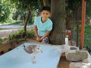 В Рыбинске появился настоящий птичий Айболит