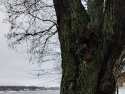 В Казанском районе у лип появился «документ»