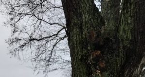 В Казанском районе у лип появился «документ»