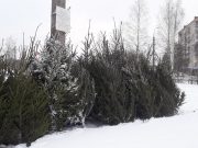 Рассказываем, где в Рыбинске работают новогодние базары