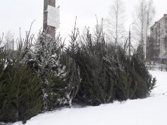 Рассказываем, где в Рыбинске работают новогодние базары