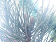 Рыбинцы смогут сдать новогодние живые ели на переработку