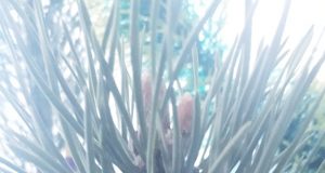 Рыбинцы смогут сдать новогодние живые ели на переработку