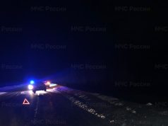 В районе дамбы ГЭС насмерть сбили лося