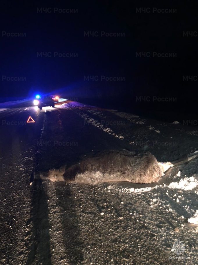 В районе дамбы ГЭС насмерть сбили лося