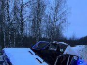 На Окружной дороге в результате ДТП погиб лось