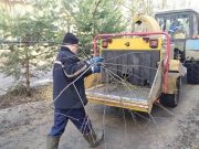 На центральных улицах Рыбинска привели в порядок деревья