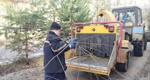 На центральных улицах Рыбинска привели в порядок деревья