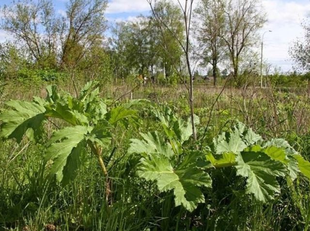 В Рыбинске устранят 150 очагов произрастания борщевика