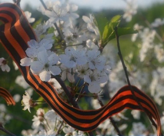 В Рыбинске ветераны Великой Отечественной войны получат единовременную выплату ко Дню Победы