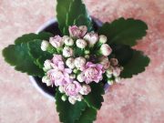 Рыбинцев приглашают обмениваться живыми цветами